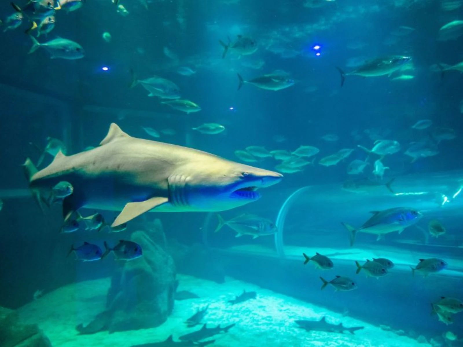 AquaRio - Tanque principal