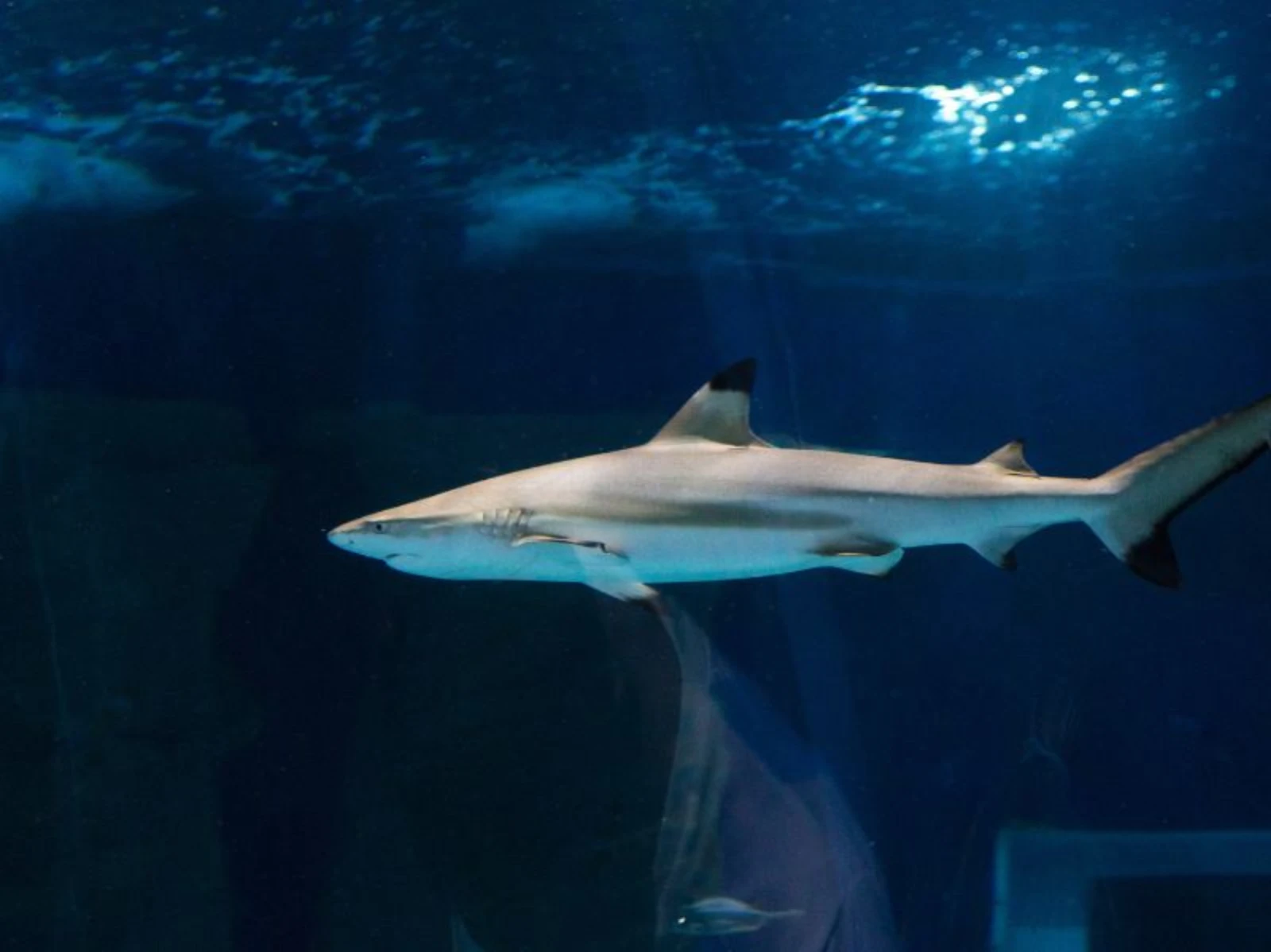 Show das águas-vivas